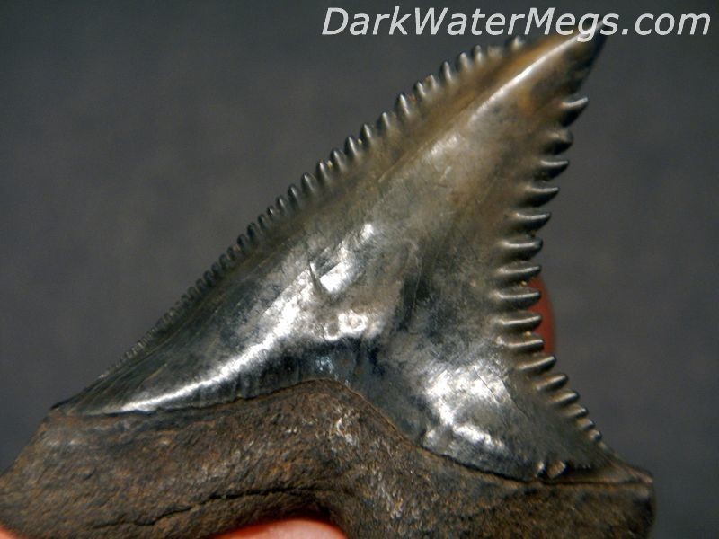 1.6" Dark Hemipristis or "snaggle" fossil shark tooth