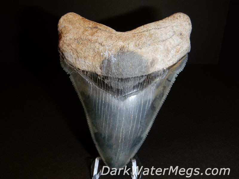 4" Multicolored Megalodon Tooth