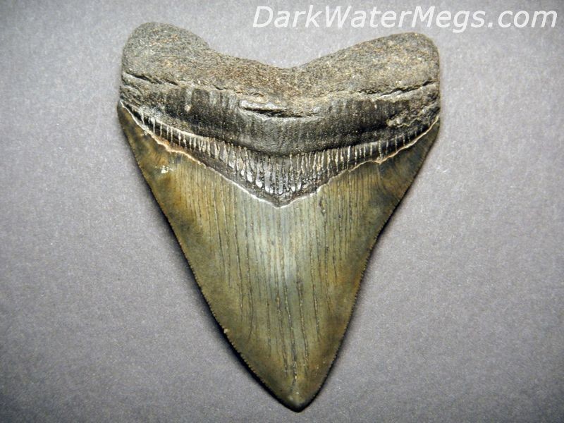 4.2" Impressive Megalodon Tooth