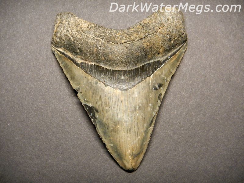 4" Solid Megalodon Tooth