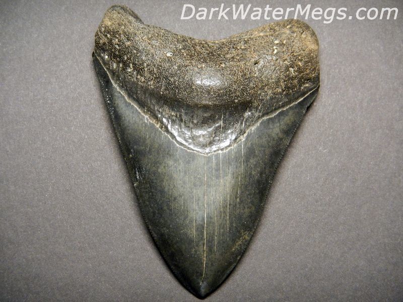4.5&quot; Jet Black Megalodon Tooth