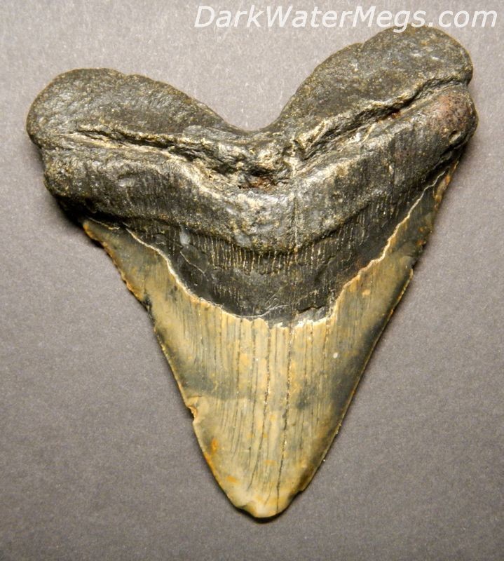 4.1" Large Root Megalodon