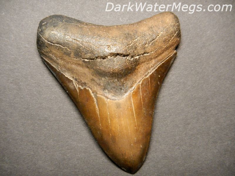 3.61" Brown and Red Megalodon Tooth