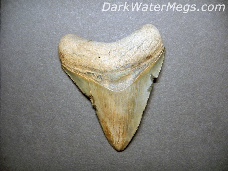 3.28" Feed Marked Megalodon Tooth