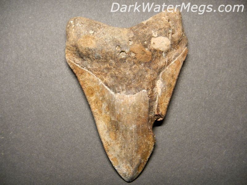 4.18" Discount Megalodon Tooth