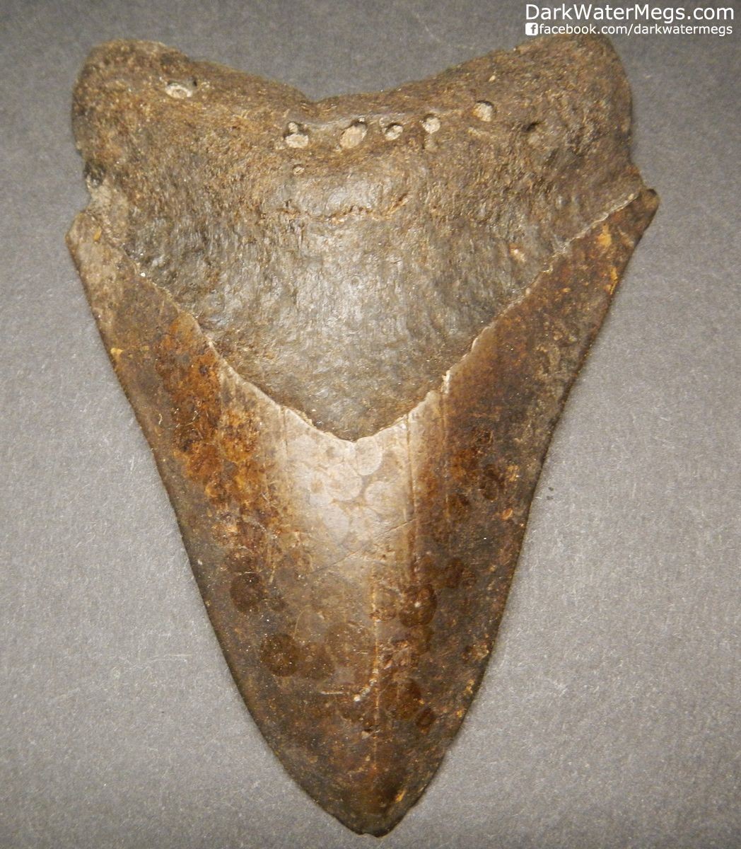 4.31" Tan and Brown Megalodon Tooth