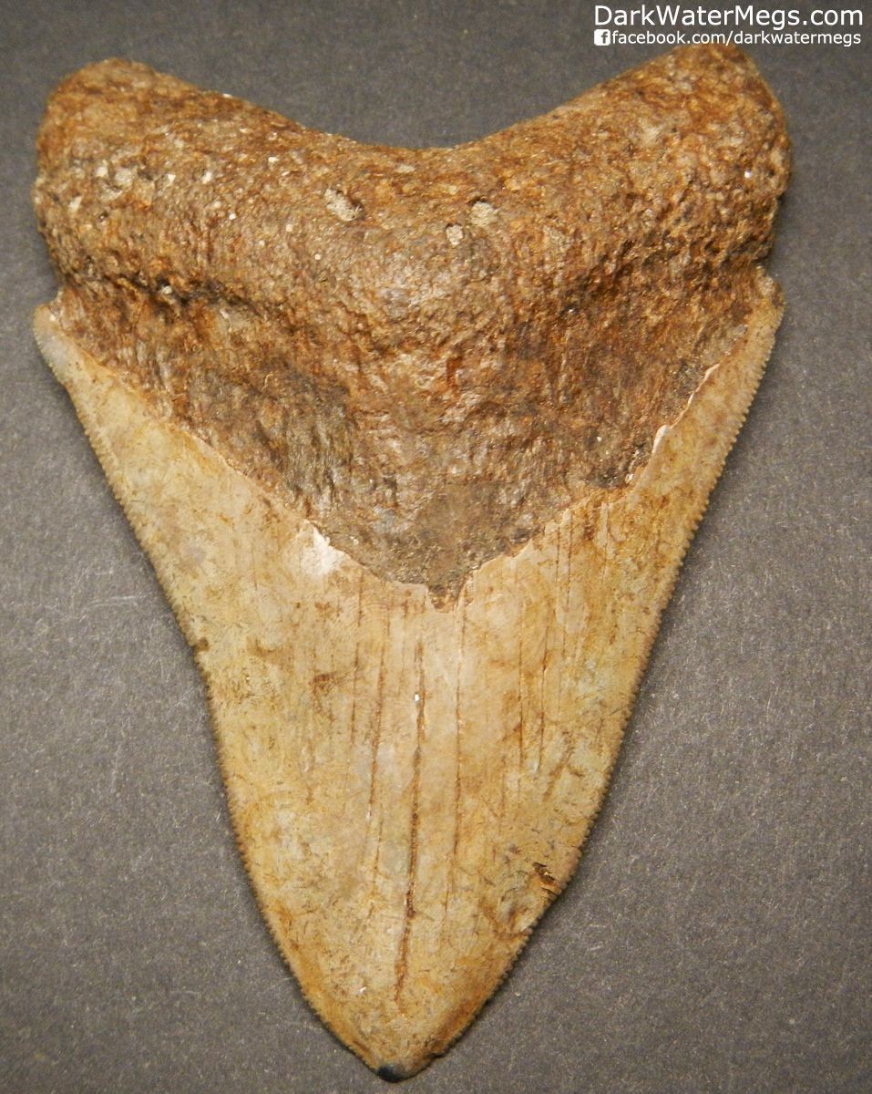3.97" Tan and Brown Megalodon Tooth