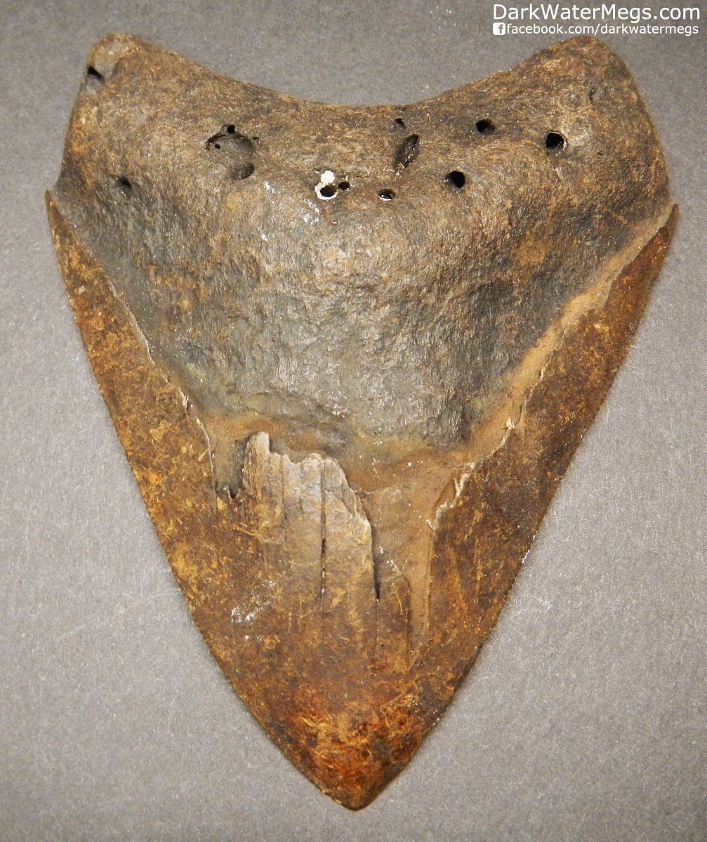 4.21" Dark Brown Megalodon Shark Tooth