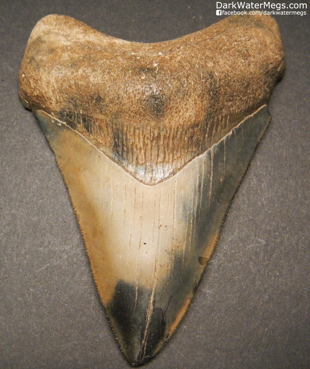 4.11" Multi colored megalodon shark tooth fossil
