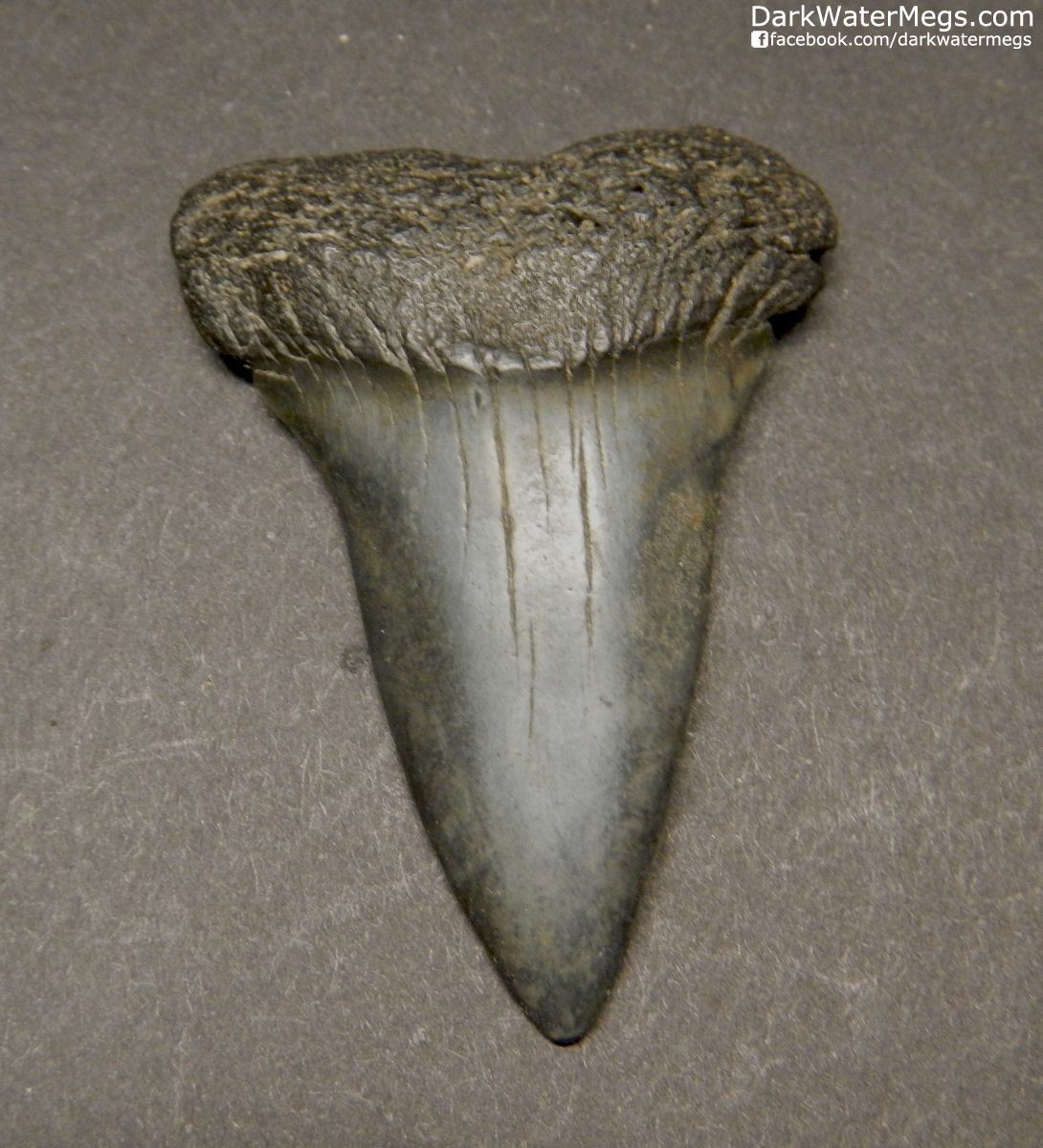 Black Fossil Mako Shark Teeth 1.81"