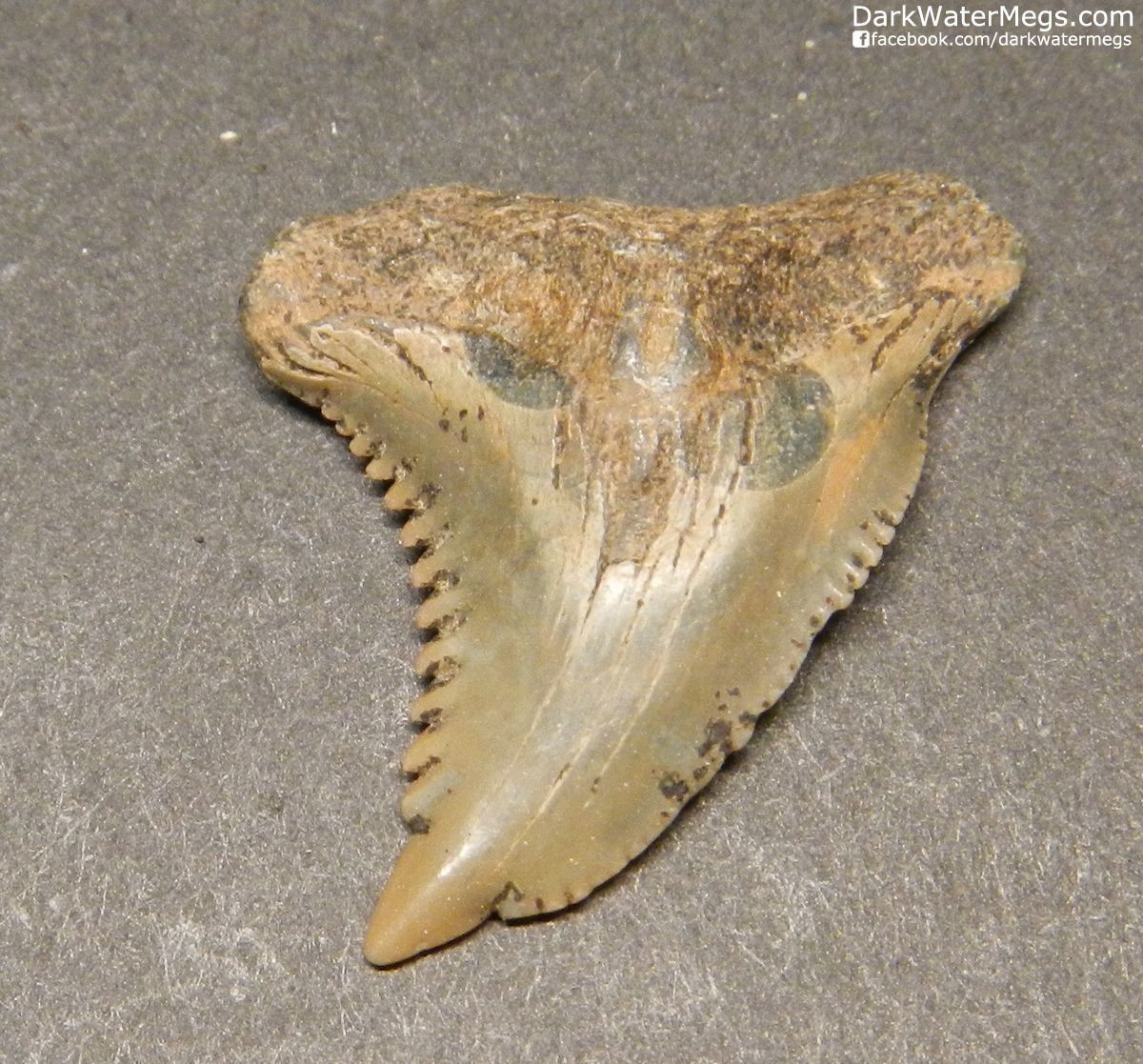 1.03" SmallHemipristis or "snaggle" fossil shark tooth