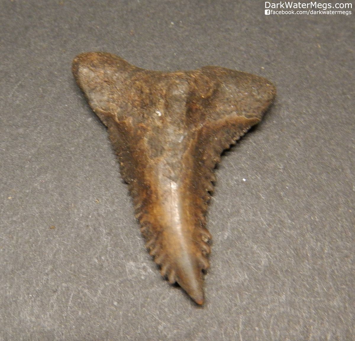 1.35" Dark Brown Hemipristis or "snaggle" fossil shark tooth