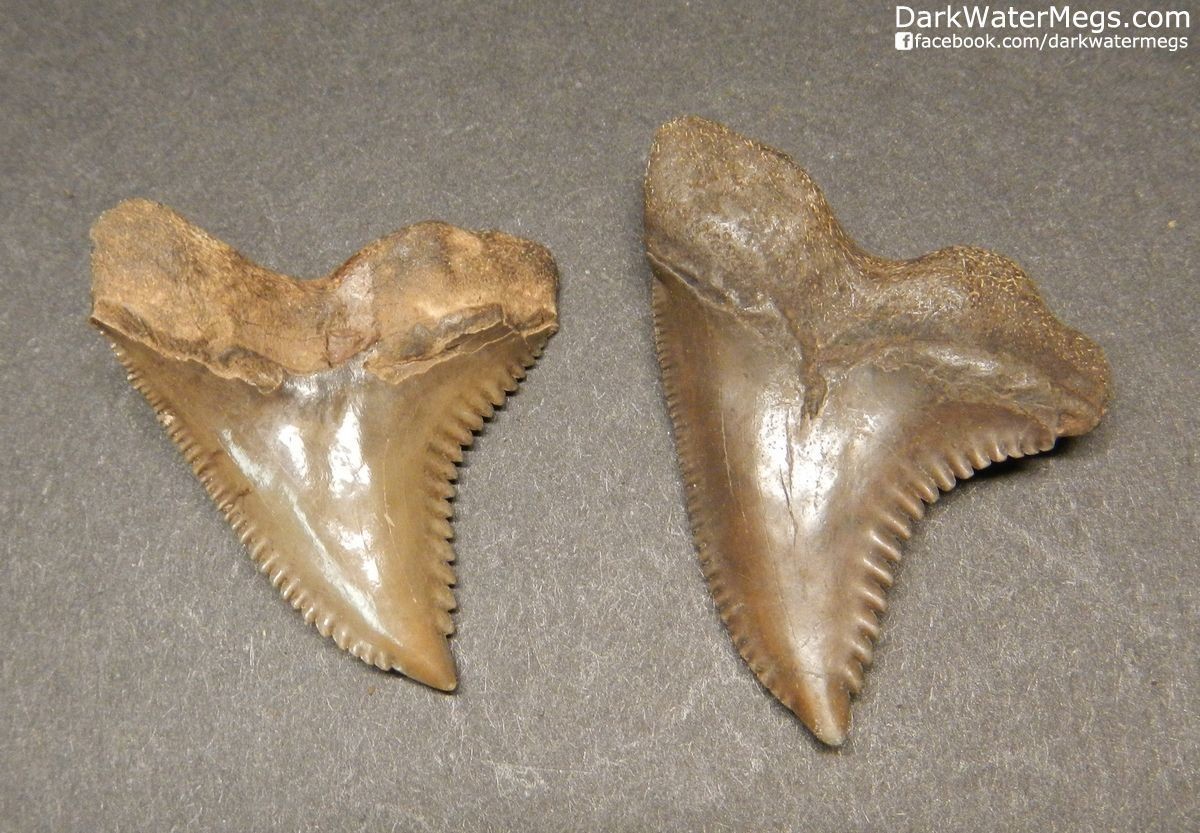 Two Fossil Hemipristis or "snaggle" fossil shark teeth 1.55" and 1.39"