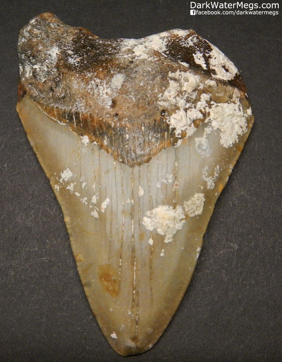 3.46" Uncleaned Megalodon Tooth Fossil
