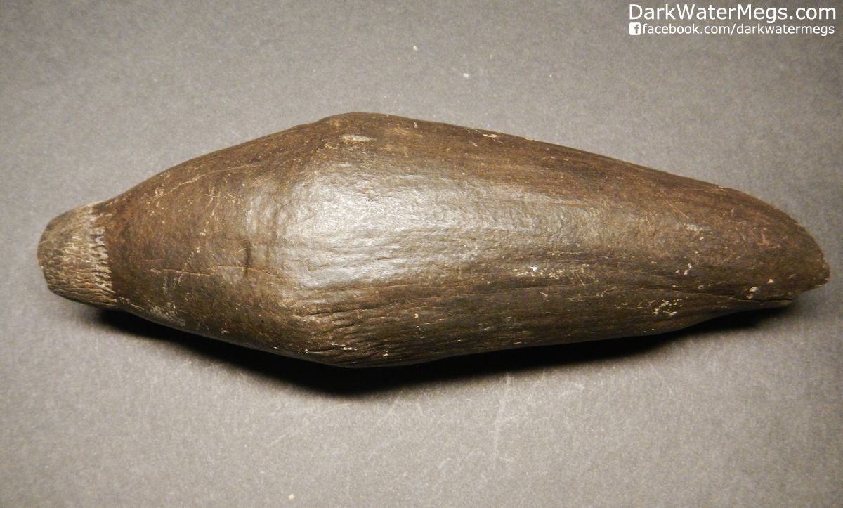 5.45" Dark Brown Fossil Sperm Whale Tooth