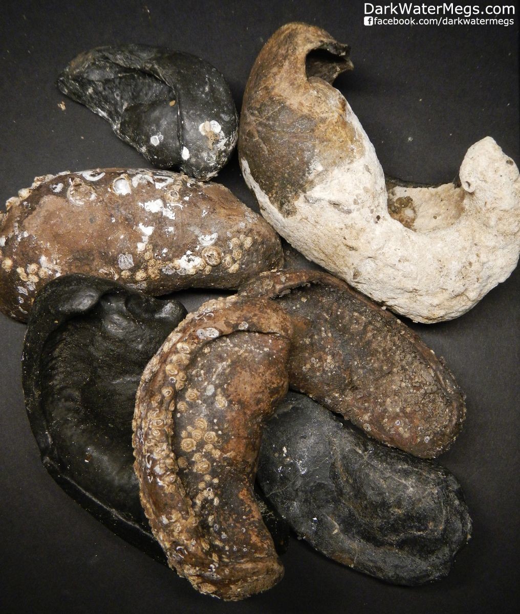 DIVERS PICK Fossil Whale Inner Ear Bones