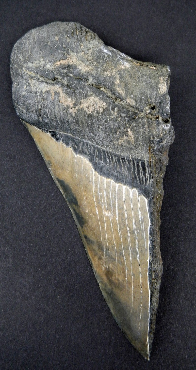 5.36" Sharply Serrated Bargain Megalodon Tooth