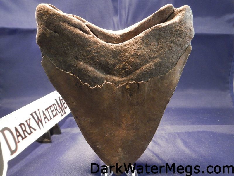 5.6" Giant Megalodon Tooth