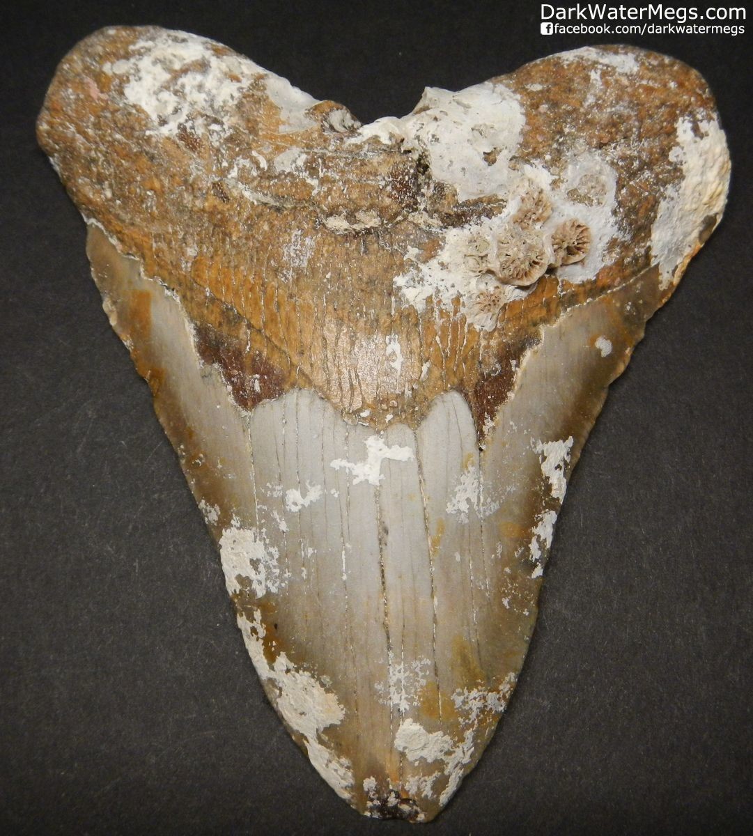 4.87" Orange Megalodon Tooth Fossil With Coral
