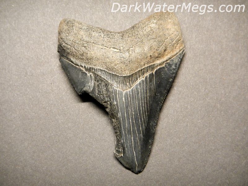 3.35" Inexpensive Megalodon Tooth