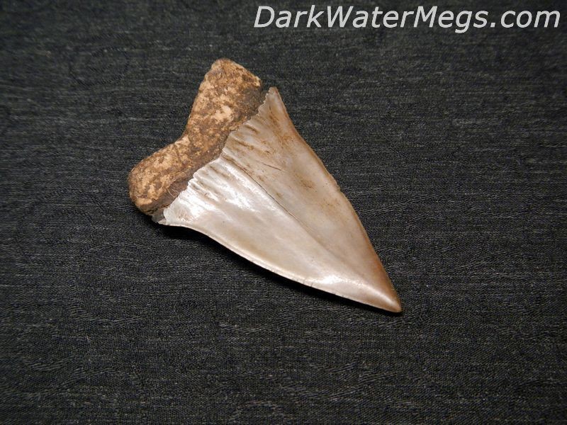 2.5" Large Mako Fossil Tooth