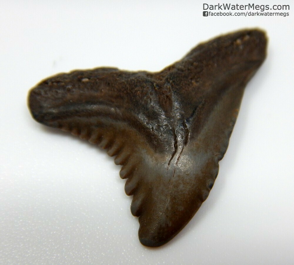 .96" juvenile brown hemipristis 