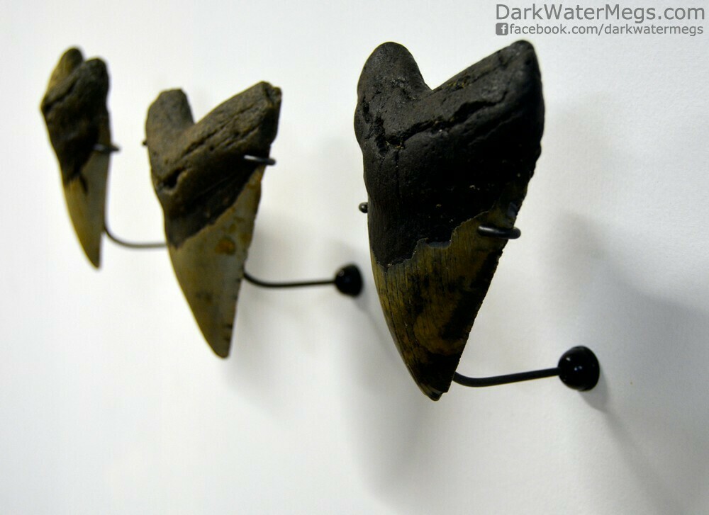 Wall Mount Megalodon Stands - Full 5 Piece Kit to Mount One Megalodon