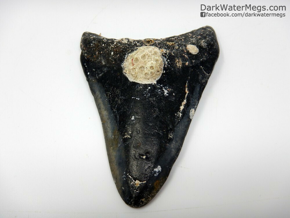 4.22" uncleaned megalodon