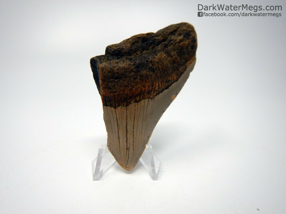 2.93" bargain juvenile megalodon on stand