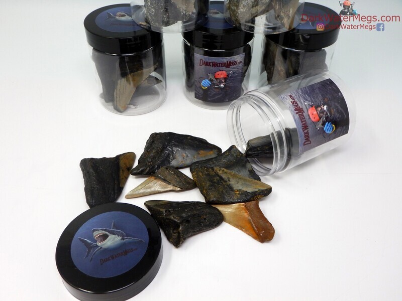 Megalodon Jars
