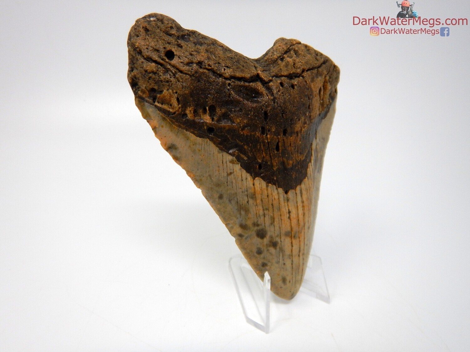 5.18  megalodon on clear stand