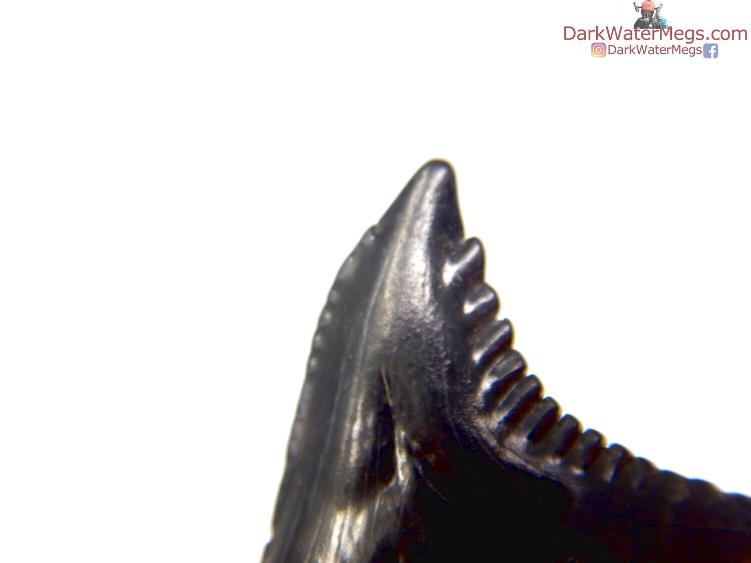 1.00" black shiny hemipristis