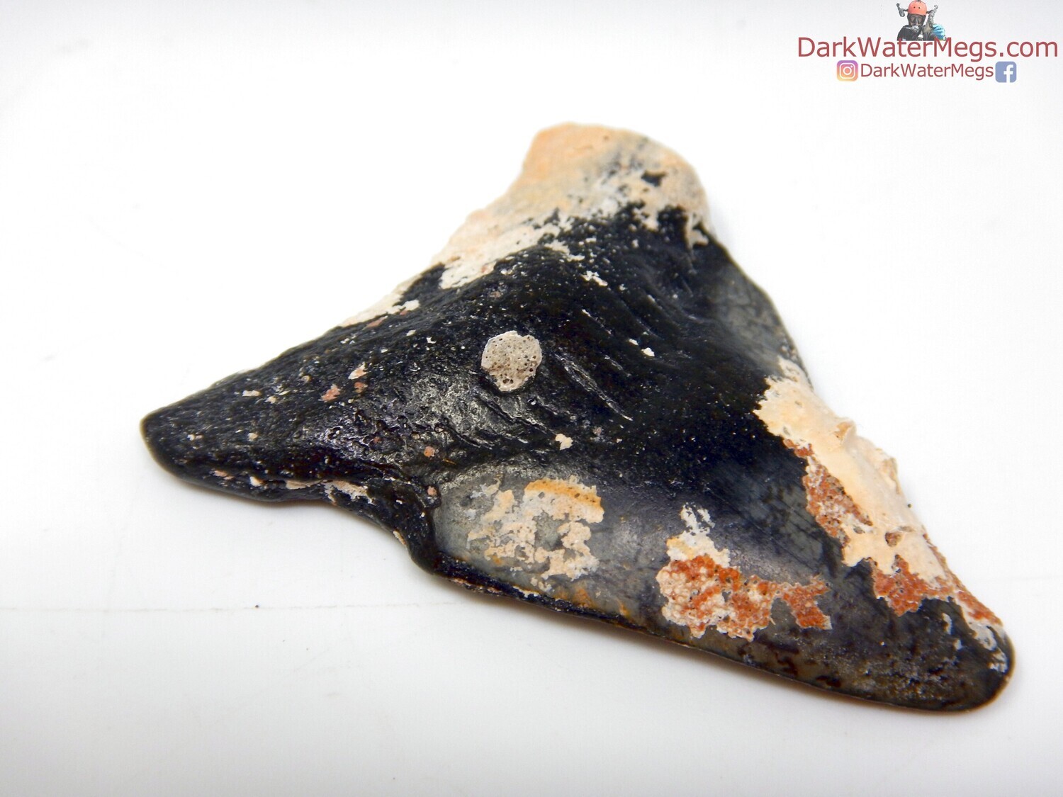 2.14"  uncleaned megalodon
