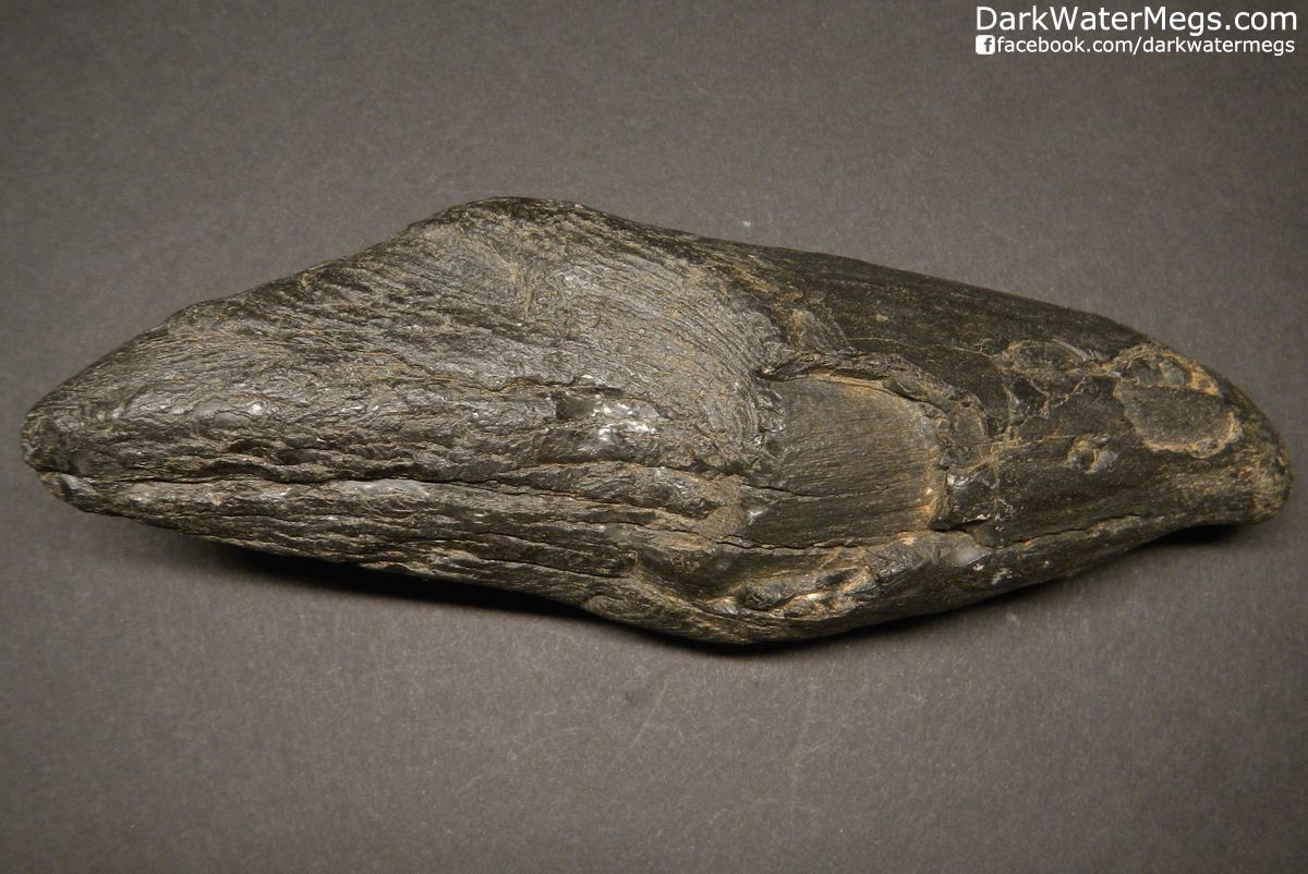 5.76" Fossil Sperm Whale Tooth