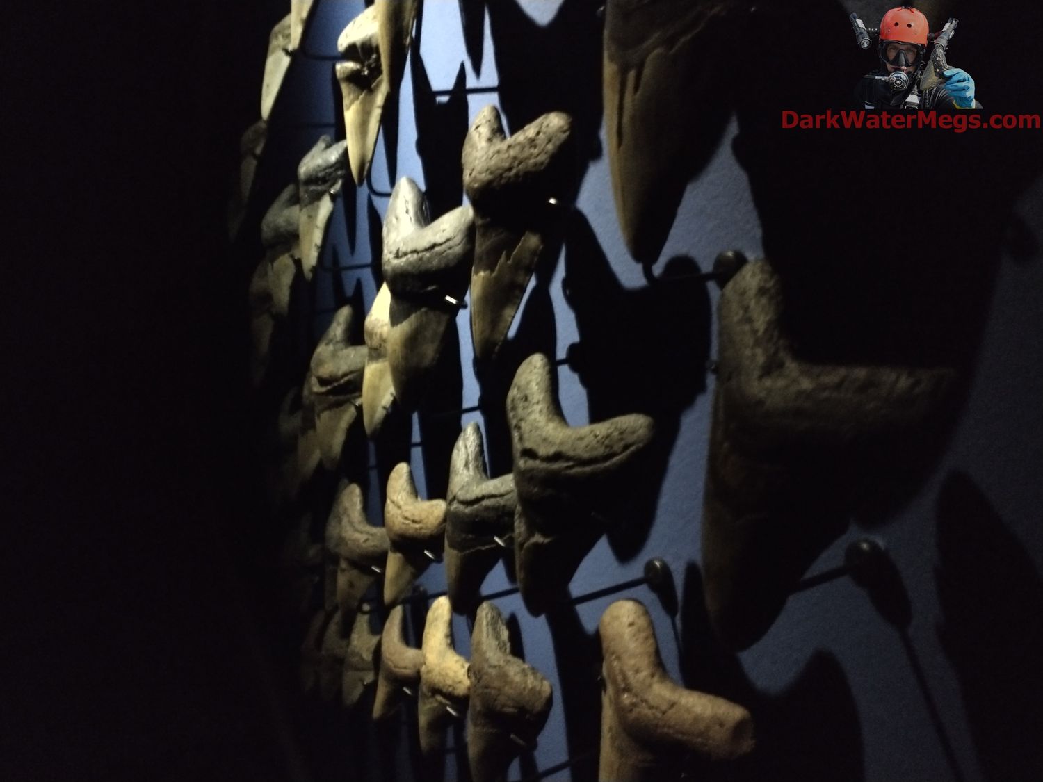 Angled megalodon display wall