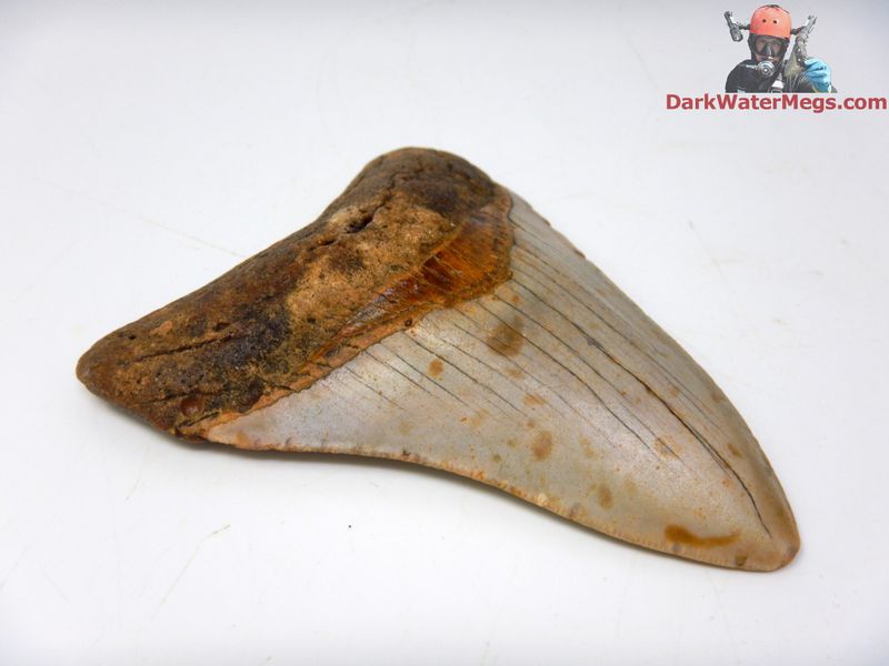 3.77" orange and tan megalodon