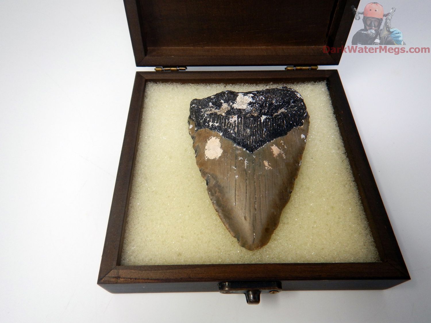 4.19" boxed and uncleaned megalodon