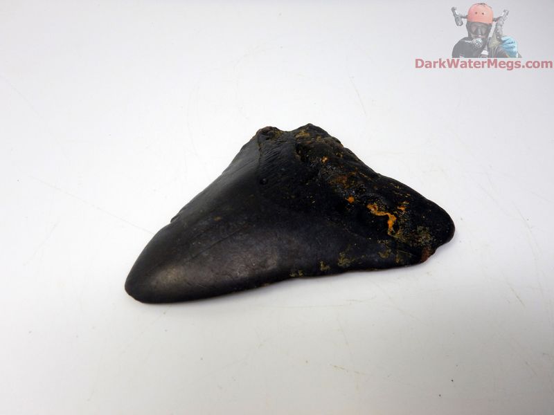 3.73"  super dark megalodon