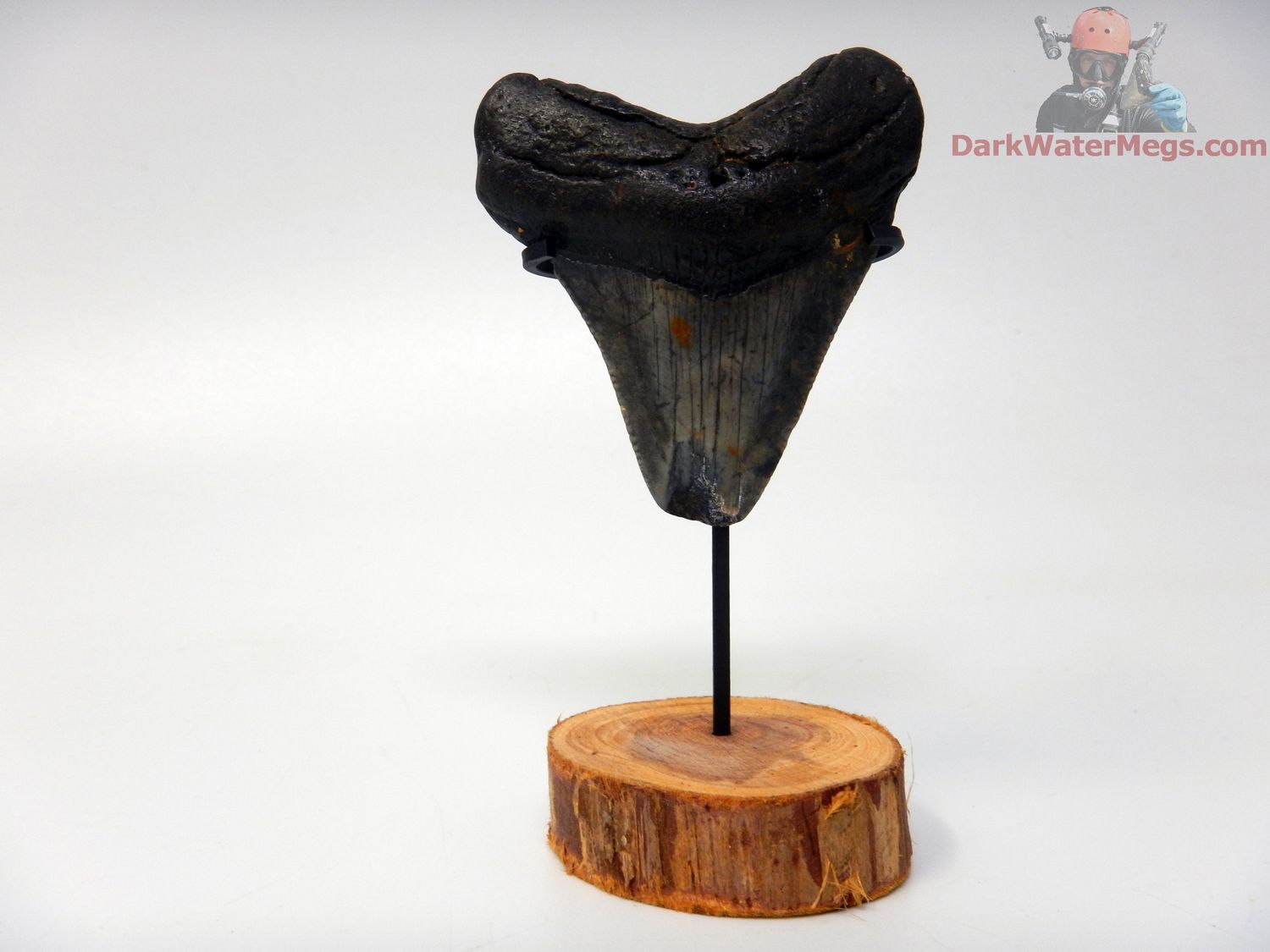 2.18" small dark megalodon with stand