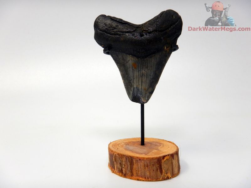 2.18" small dark megalodon with stand