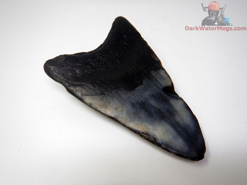 5.13" dark megalodon