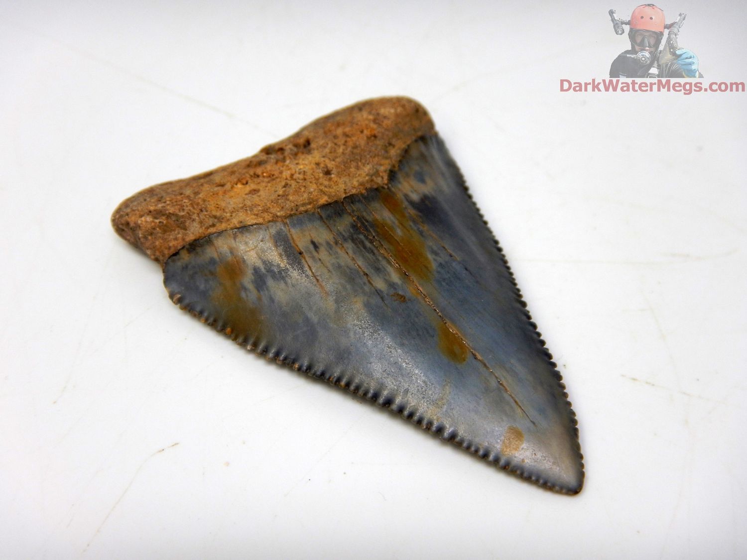 2.32" large beautifully colored fossil great white