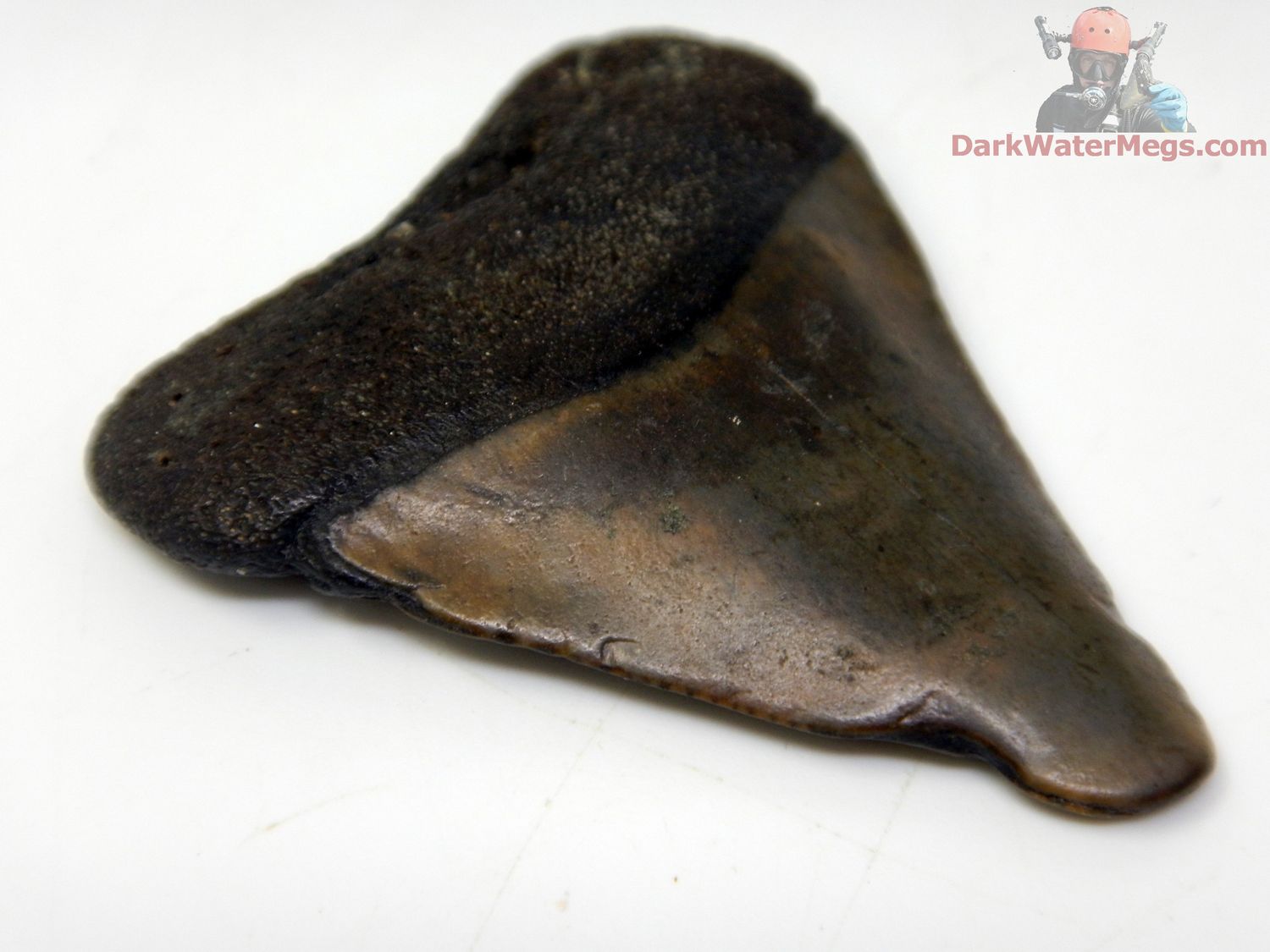 1.90" large fossil great white