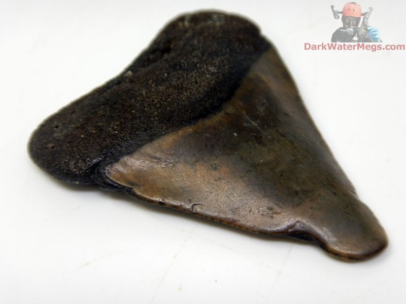 1.90" large fossil great white