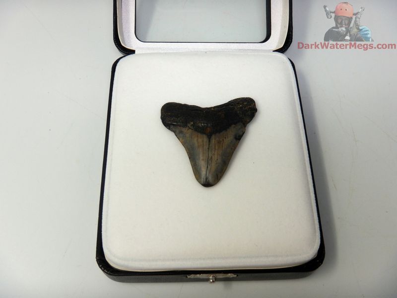 1.92" small megalodon in display box