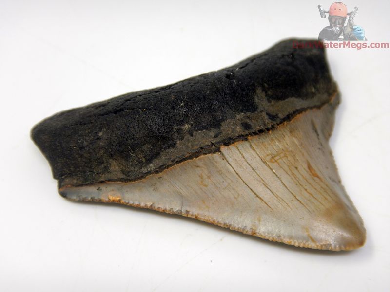 2.40" super wide megalodon