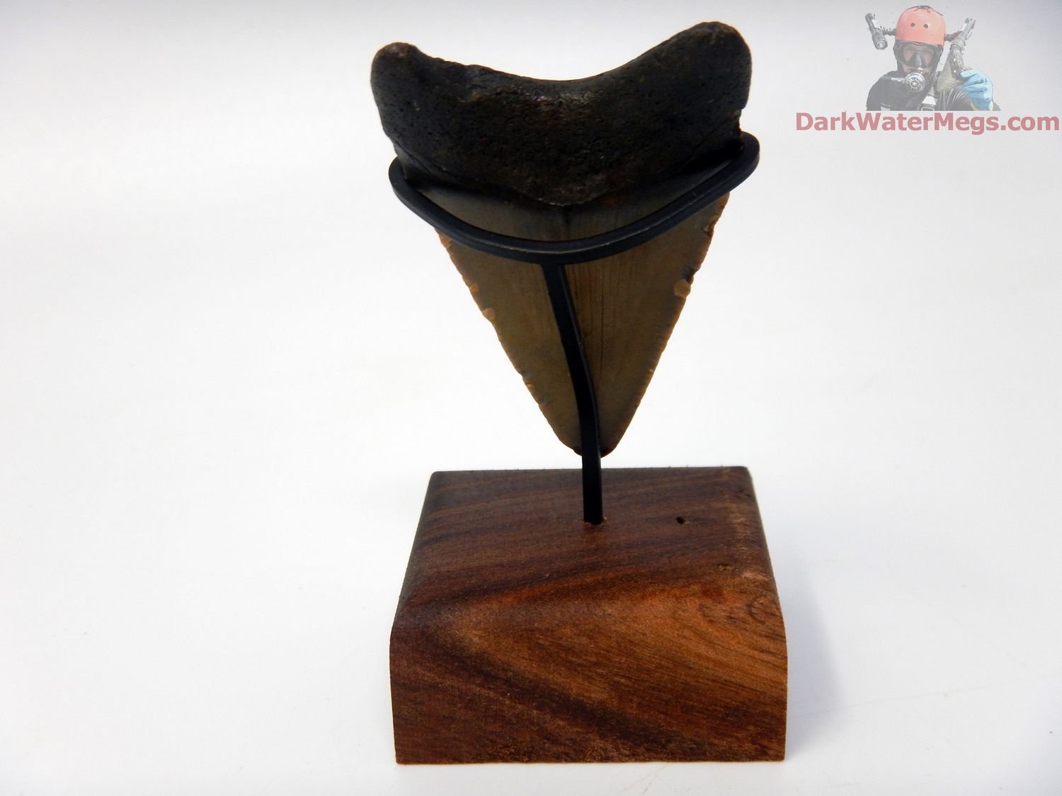 2.06" small megalodon with stand