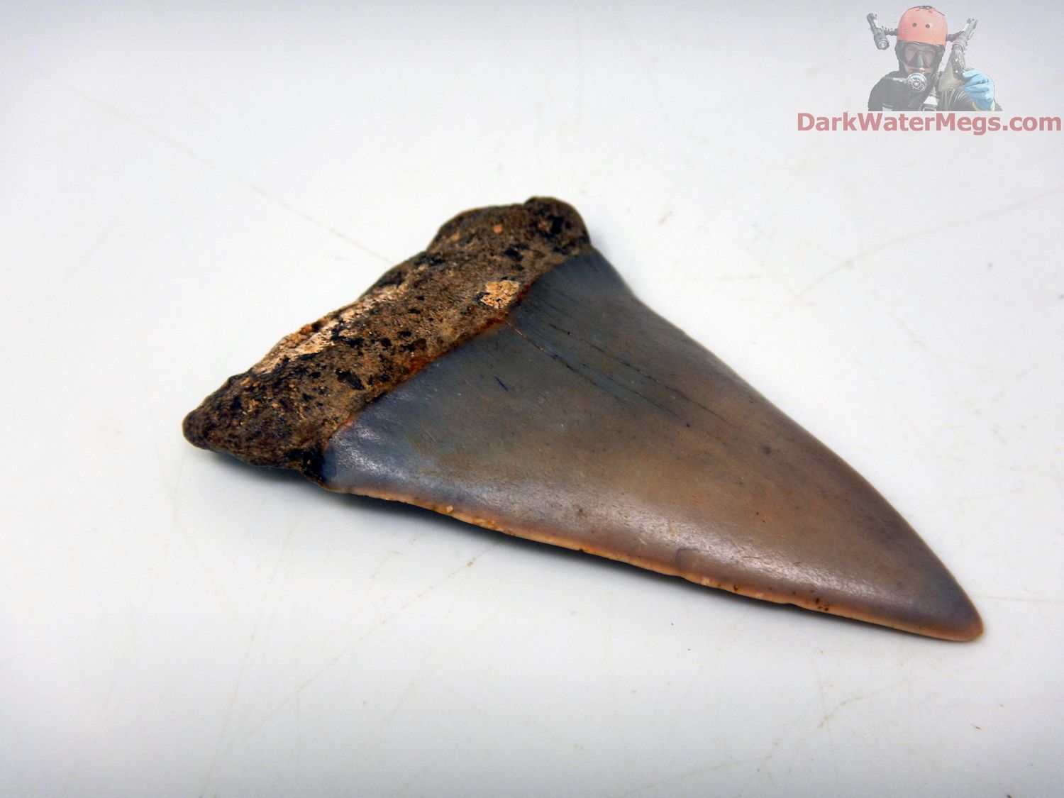 2.21" Large Fossil Mako Tooth