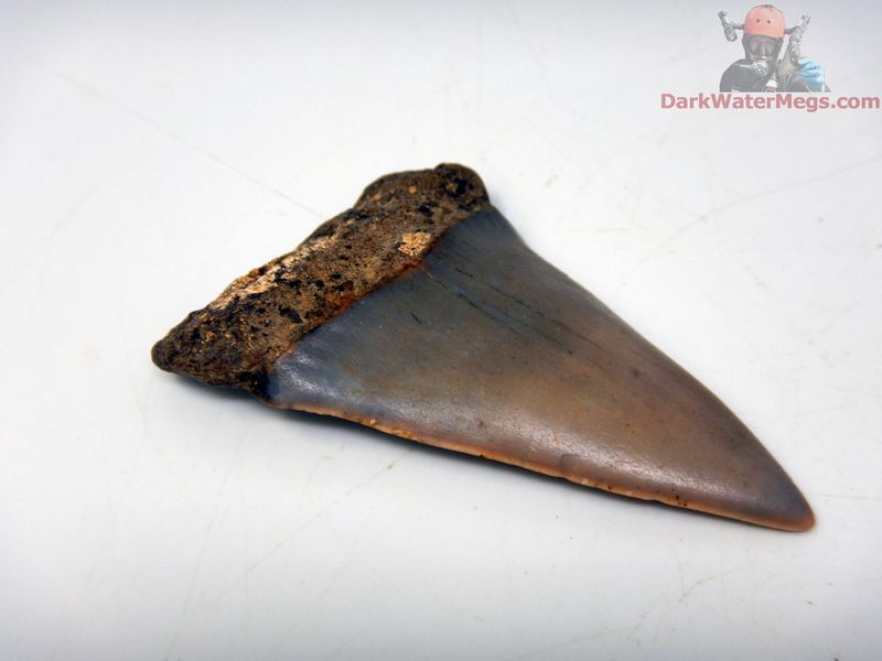 2.21" Large Fossil Mako Tooth