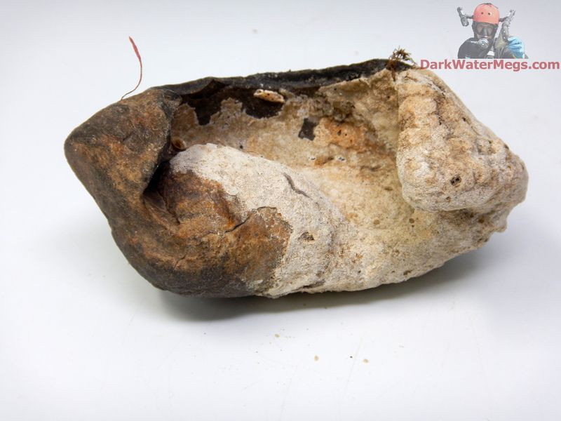 4.08" well preserved and uncleaned fossil whale inner ear bone